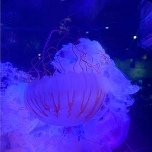 Meet your Posher, Em